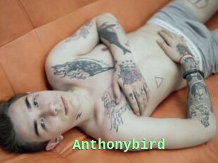 Anthonybird