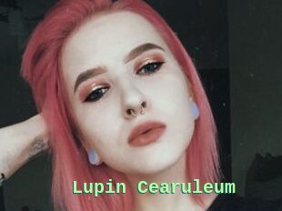Lupin_Cearuleum