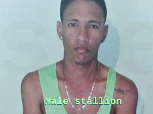 Male_stallion