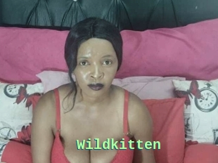 Wildkitten